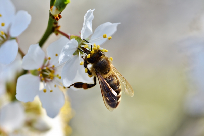 jardinerie-PIERREFEU DU VAR-min_bee-4092986